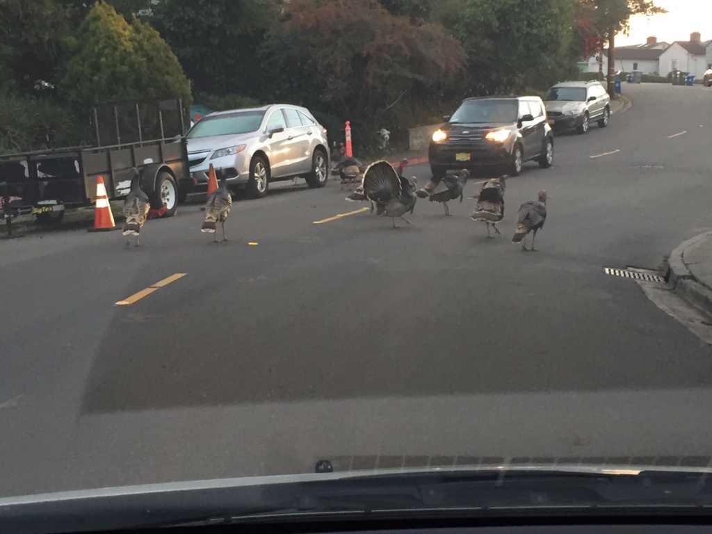 A rafter of turkeys blocking the street as I am on my way to work.