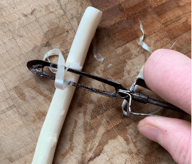 White asparagus in a bunle and being peeled.