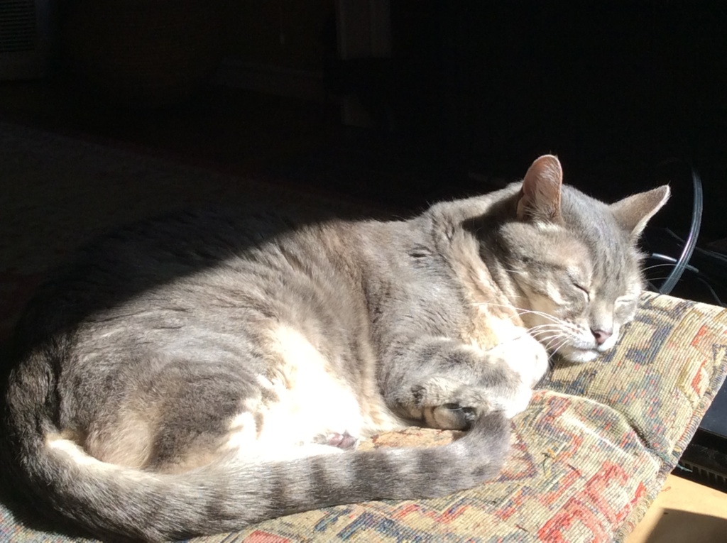 My Cat Katie n the sun.