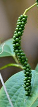 Picture of peppercorns on the branch, looks like smalll grapes.