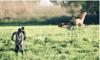 Picture of farmers working a field.