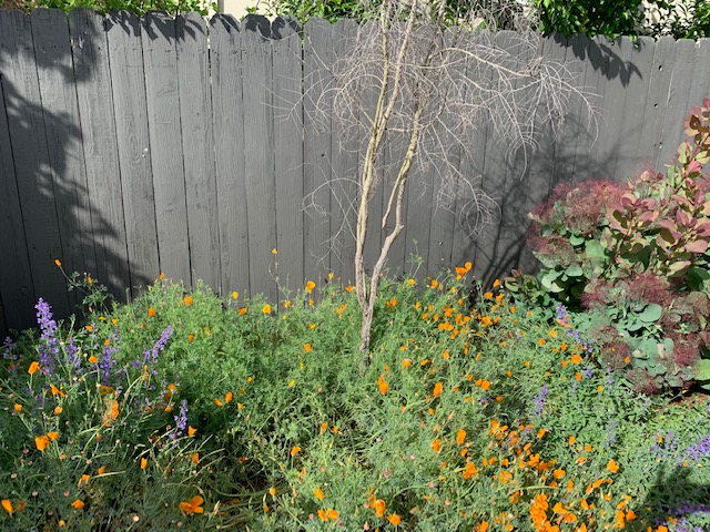 A picture of my back yard showing that I am allowing a dead tree to stay in the yard.