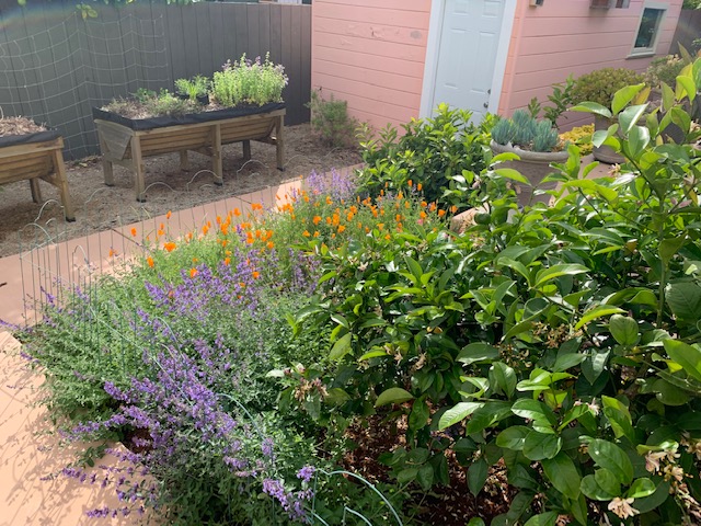 A picture that shows part of my back yard with raised garden beds, fruit trees, flours and a bird and insect house.