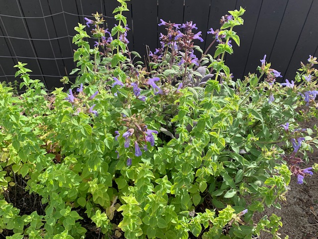 A picture of mint and cat mint growing together.