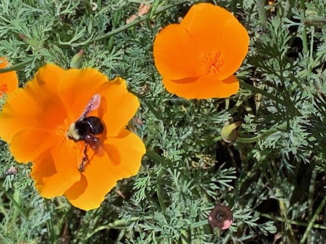 Picture of a bee in a bright orange poppy flower.