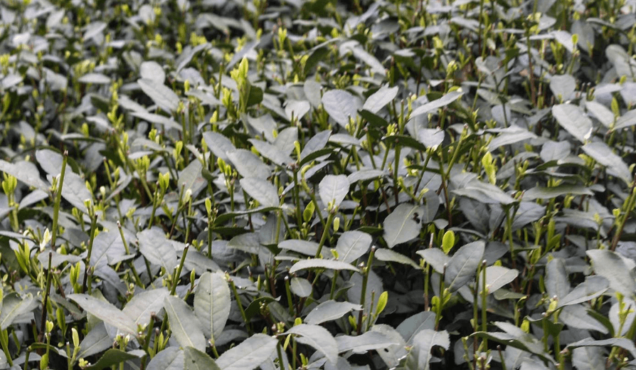 Photo of tea leaves.