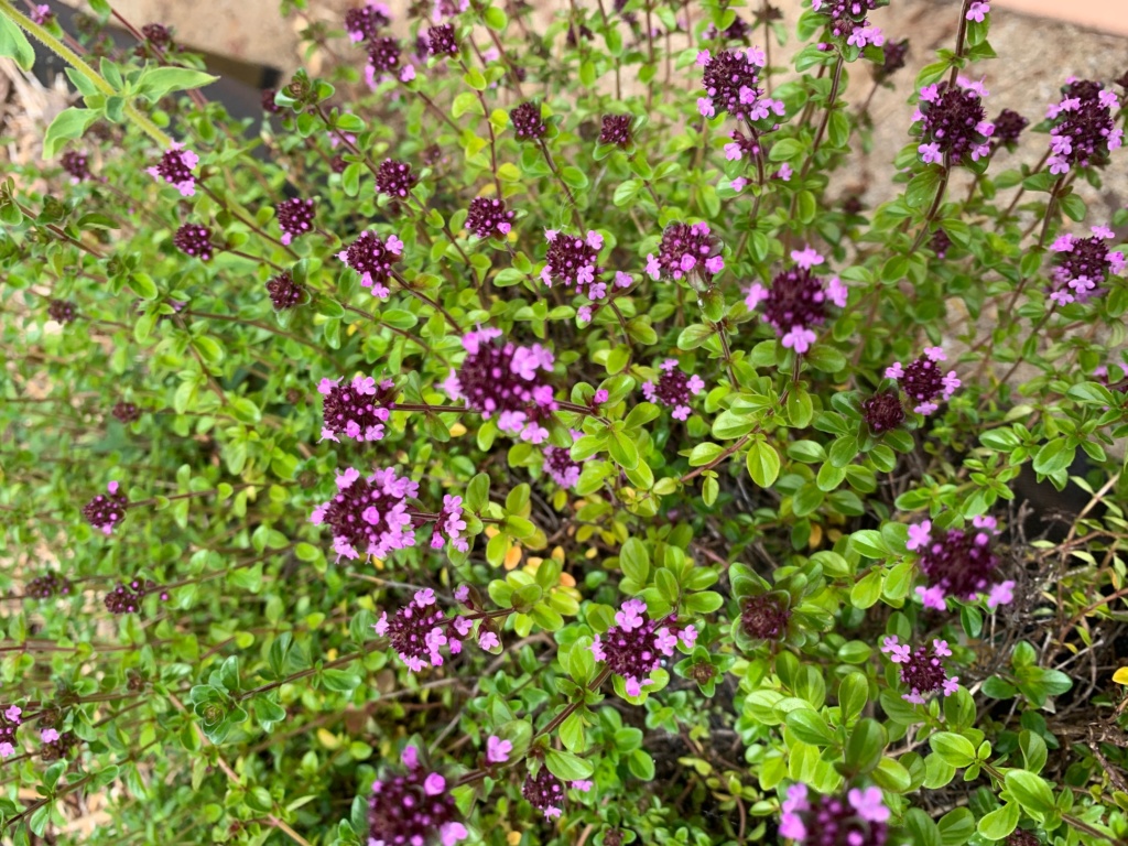 Photo of flowering Common Thype