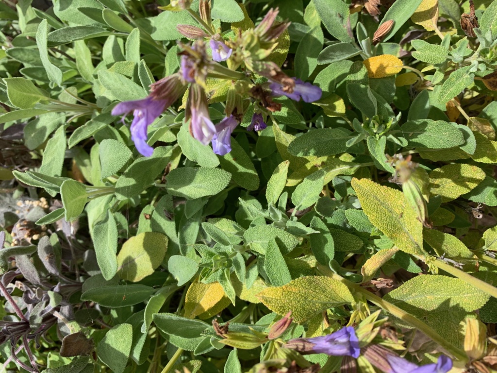 Photo of flowering sage