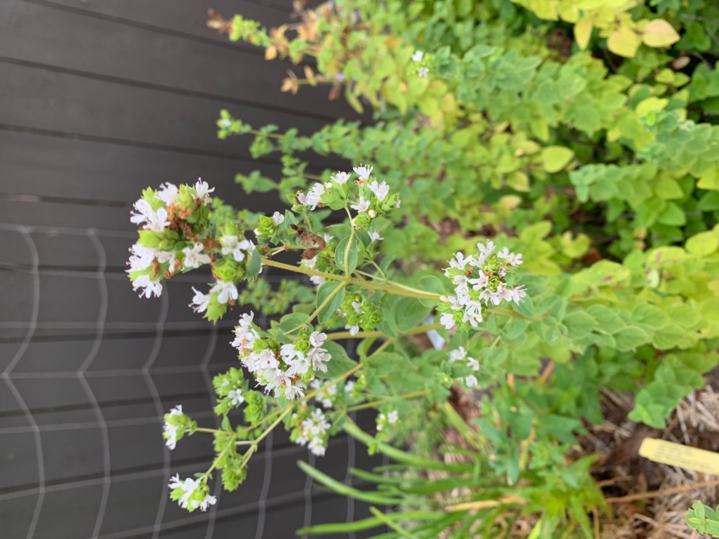 Photo of flowering oregano