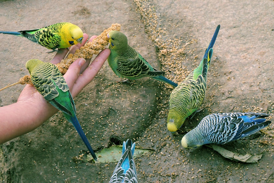 A photo of colorful birds eating millet