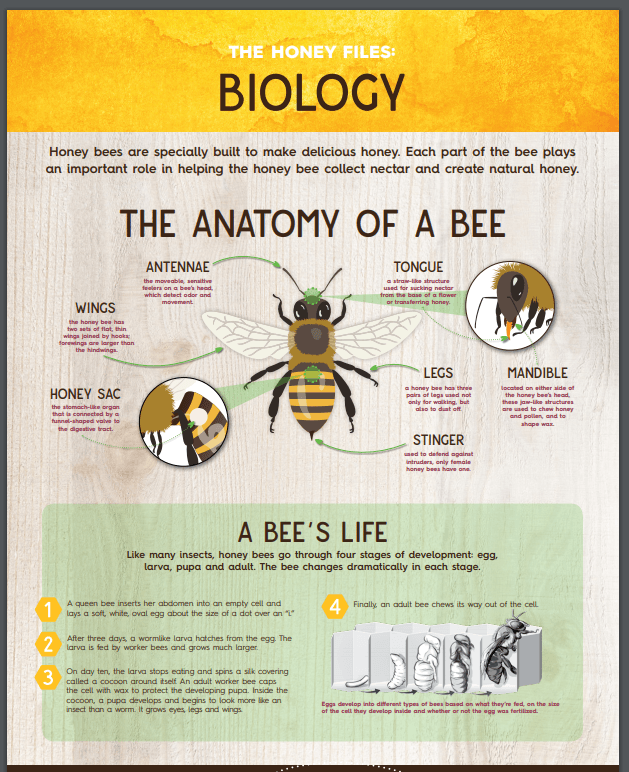 Graphic on the anatomy of a bee.
