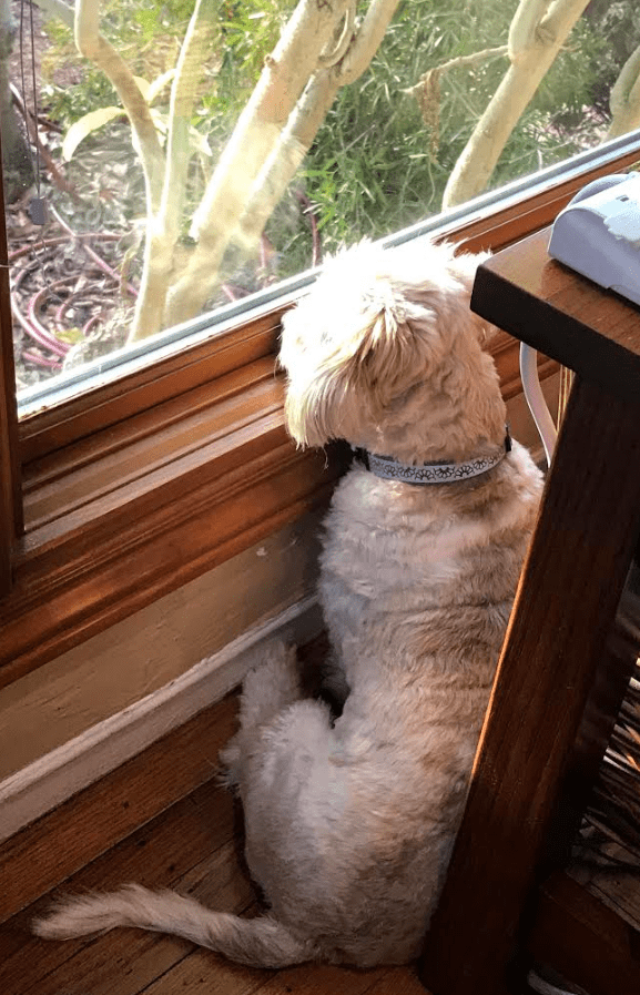 Picture of a small dog looking out the living room window.