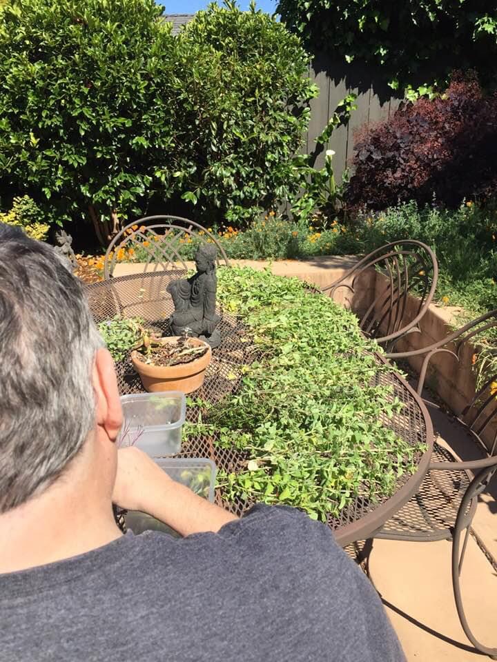 Photo of me at a table plucking leaves from herbs.