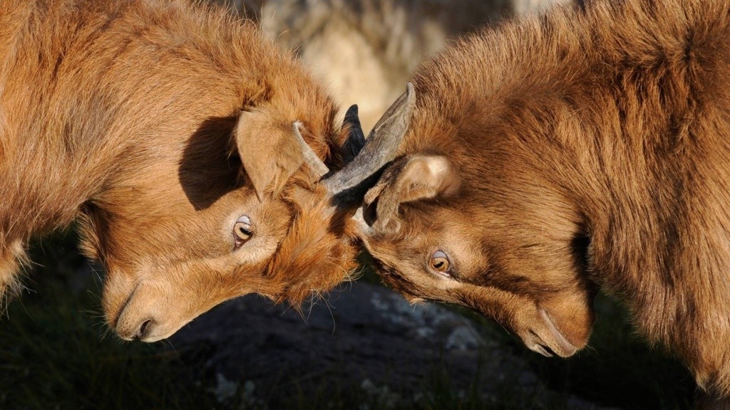 Photo of two goats butting heads.