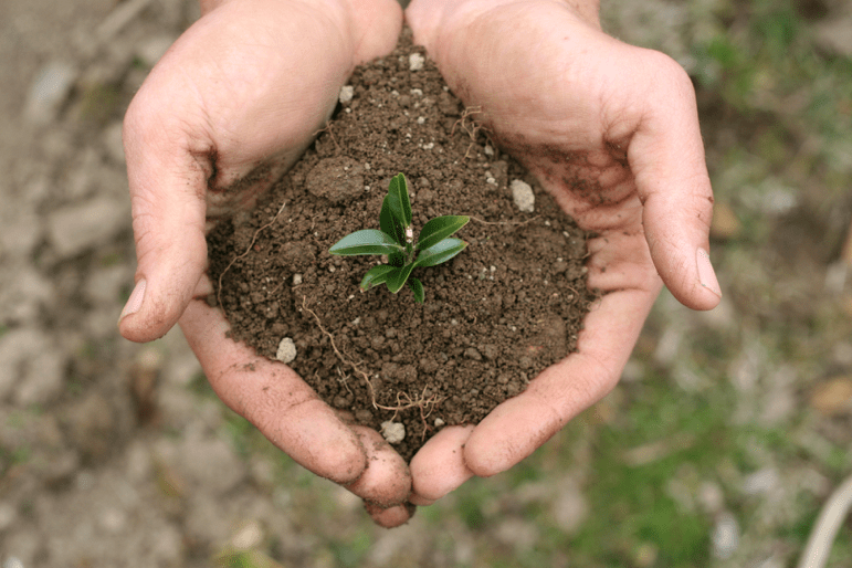 Photo of hands holding soil with a plant.