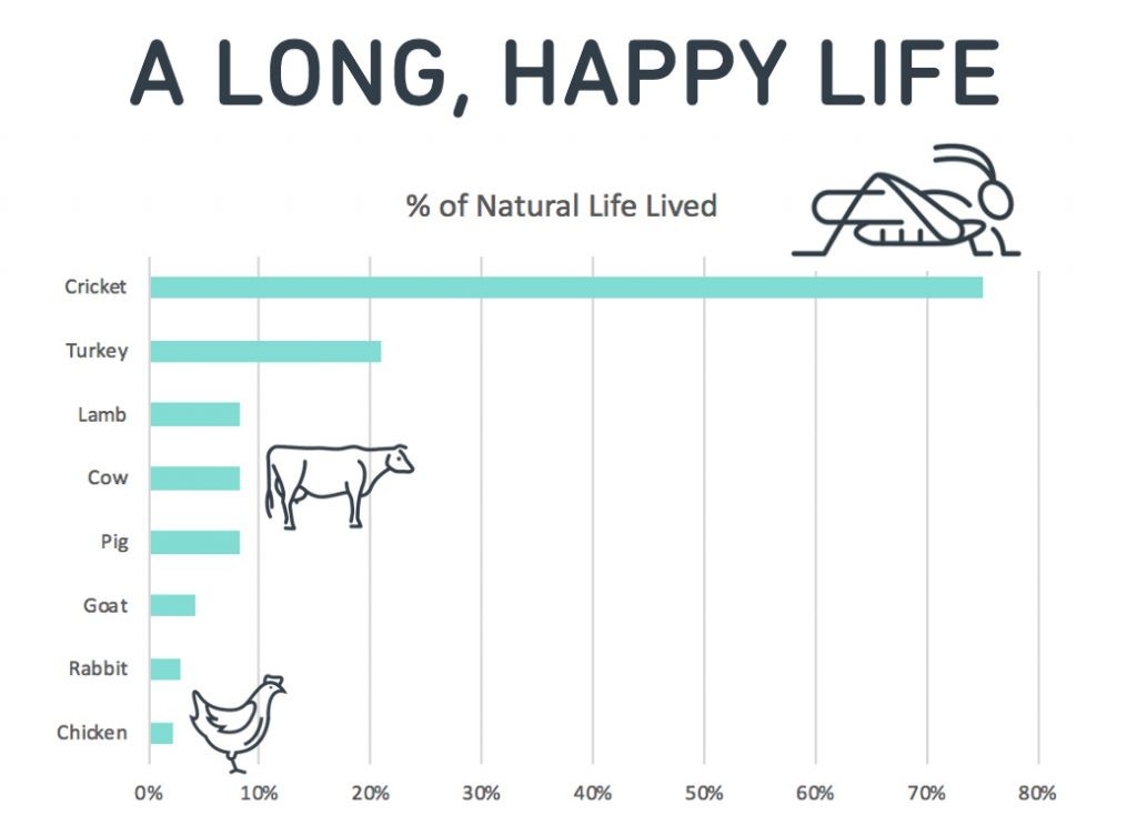 Graph showing live expectancy of farmed animals