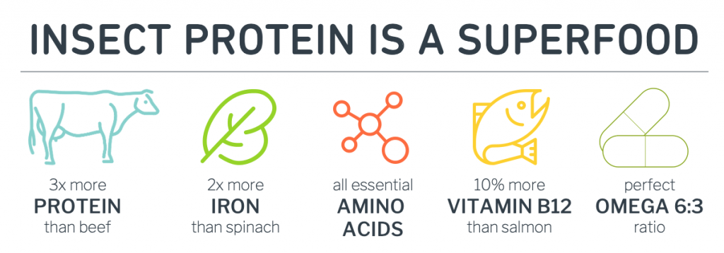 Insect Protein Superfood Breakdown