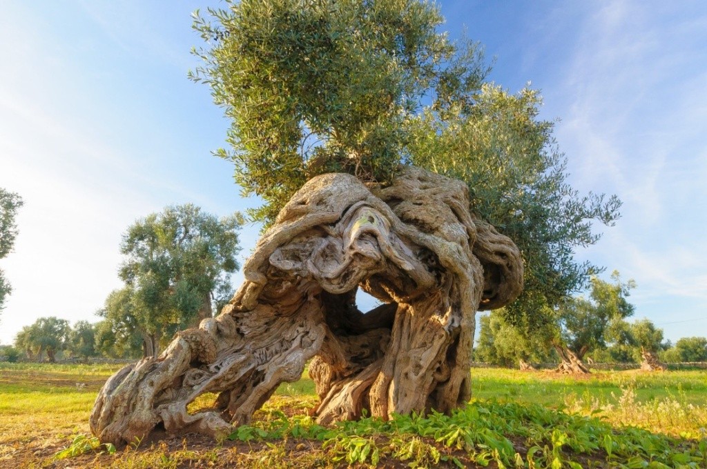 Picture of a very old, gnarly, olive tree.