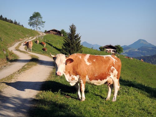 Photo of a cow in Austria.