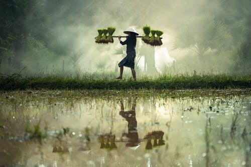 A woman carrying rice plants in a rice paddy.