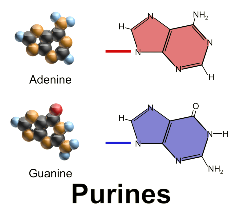 Graphic showing the chemical make up of purines.