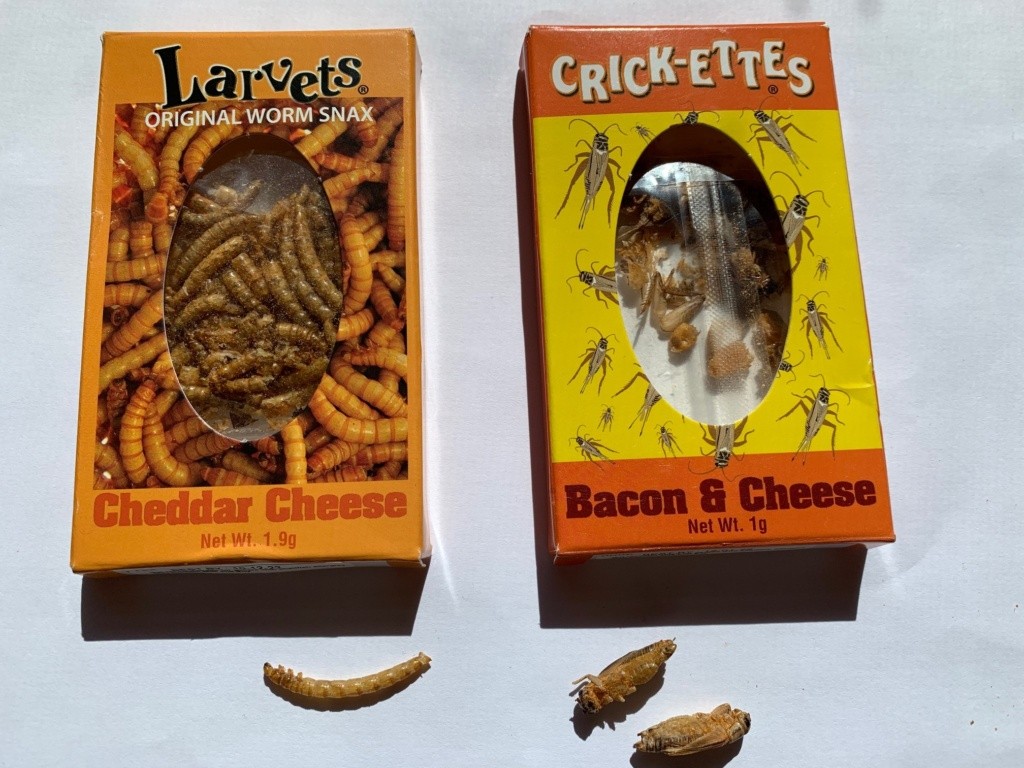 A box of Larvets (dried worms) and Crickettes (dried crickets.).