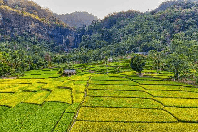 A valley will yellowish and greenish rice fields.