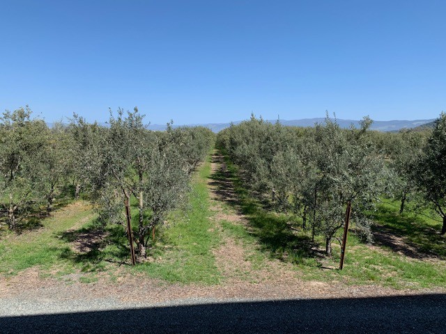 An orchard of olive trees taken from the side of the storage facility.